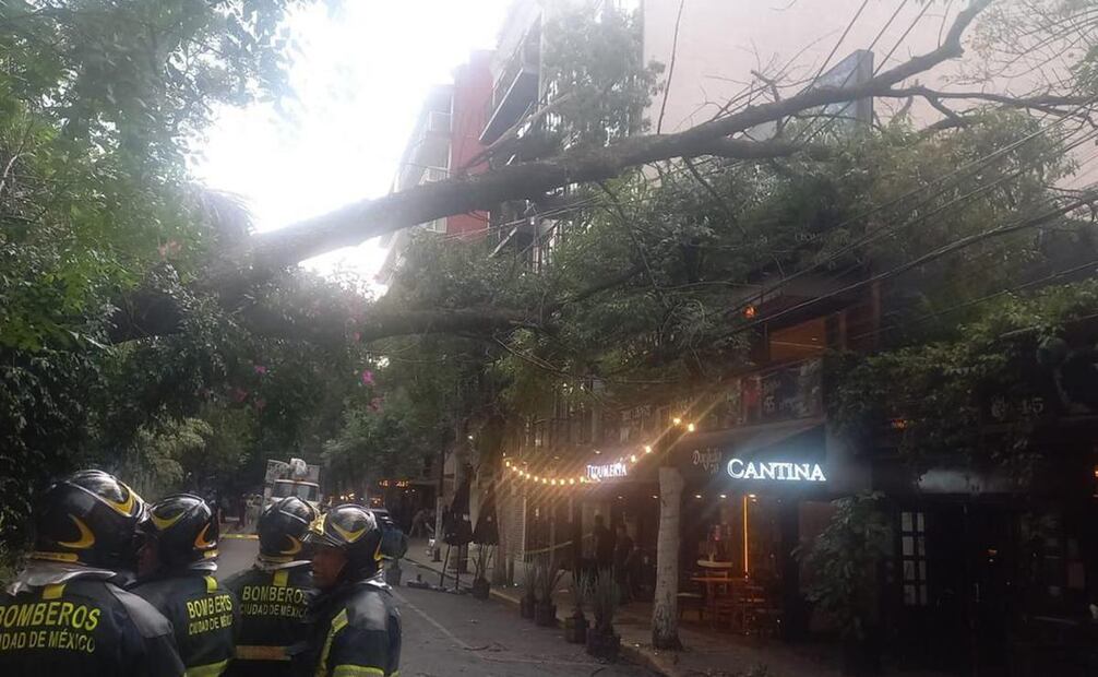 En la colonia Condesa, un árbol de aproximadamente 25 metros de alto cayó sobre la fachada de un negocio. Foto: especial