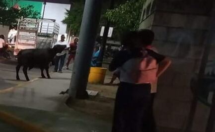 Toro se escapa y pasea en calles de Yucatán; transeúntes se llevan un susto