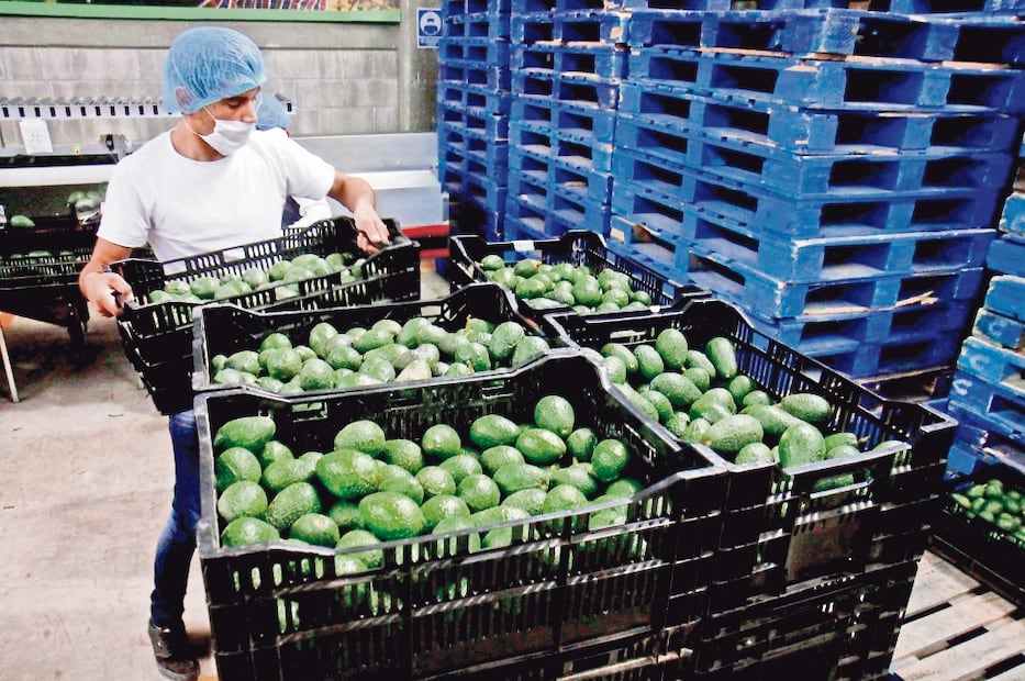Las exportaciones de aguacate avanza lento, lo que significa pérdidas para el sector. Foto: EL UNIVERSAL