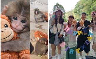 Punch, el mono más viral de Japón, cumple un año; así lo felicitan en redes sociales