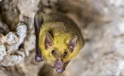 Murciélagos trompudos penetran la mancha urbana de la CDMX: detectan su presencia en Zoológico de Chapultepec