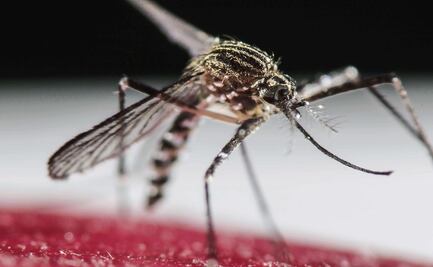 ¿Qué es el dengue? Síntomas y cómo se contagia este virus