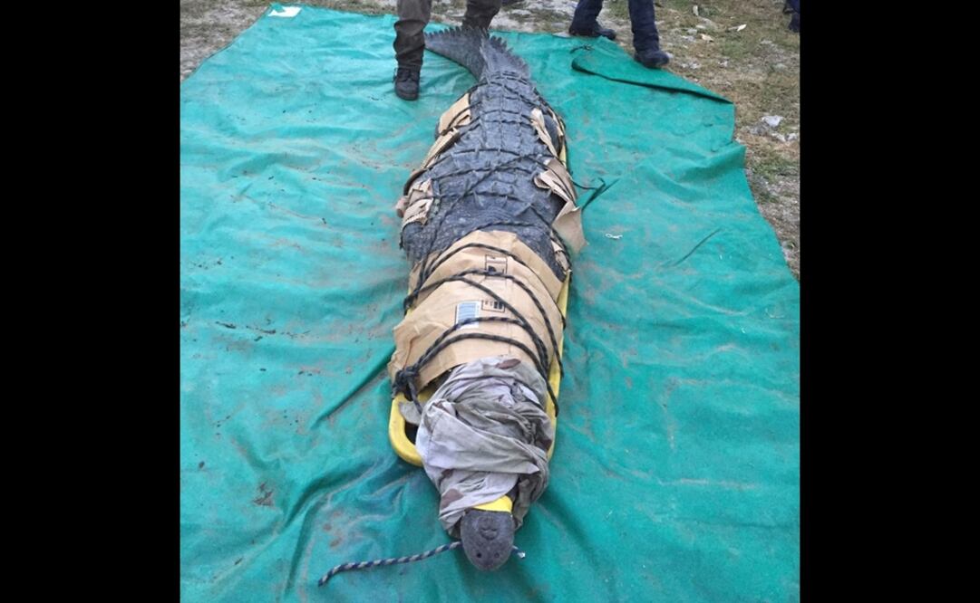 Foto: Twitter @CONANP_mx