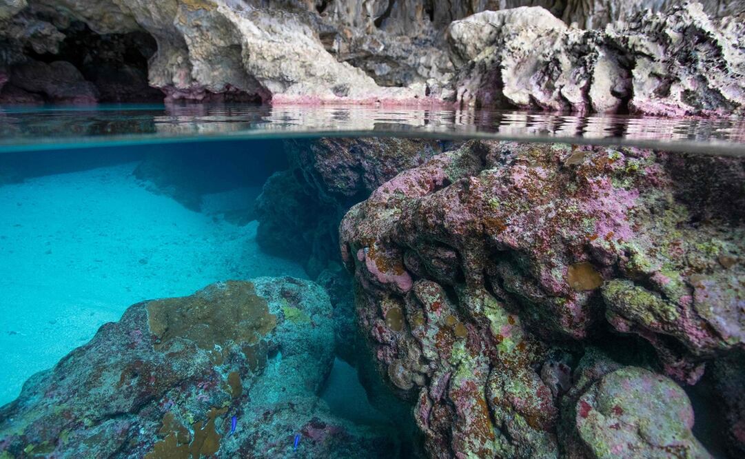 Esta imagen del 3 de octubre de 2018 publicada por Conservation International muestra corales en la isla Niue en el Pacífico Sur. Foto: AFP