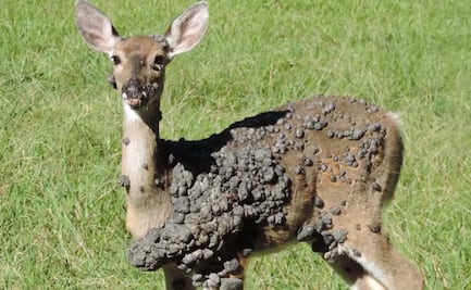 Primero conejos, ahora aparecen ciervos con cientos de bultos en la piel en EU; aseguran no es peligroso ni contagioso