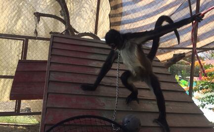 Aseguran a hembra mono araña en peligro de extinción que tenían encadenada del cuello en Morelos