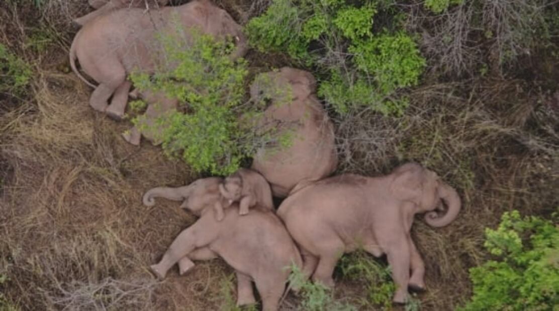 Las conmovedoras imágenes de elefantes tomando una siesta en China