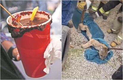 Puma entra a puesto de micheladas en Tulancingo, Hidalgo