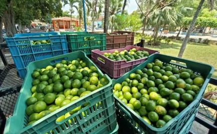 Aranceles de Trump aún sin ser oficiales, ya afectan producción de limón de 23 comunidades de Tuxtepec, Oaxaca