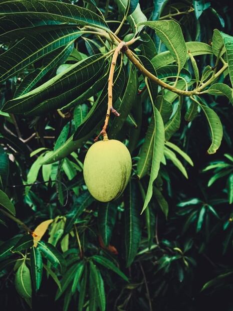 Beneficios de consumir la semilla de mango
