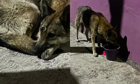 Lobo capturado por la brigada de vigilancia animal no pertenece al zoológico de San Juan de Aragón; "la información es falsa"
