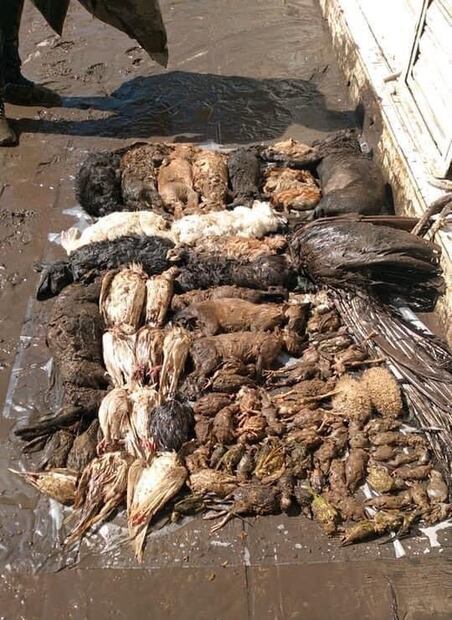 Perros y aves mueren al quedar atrapados en una veterinaria de Tula durante inundación