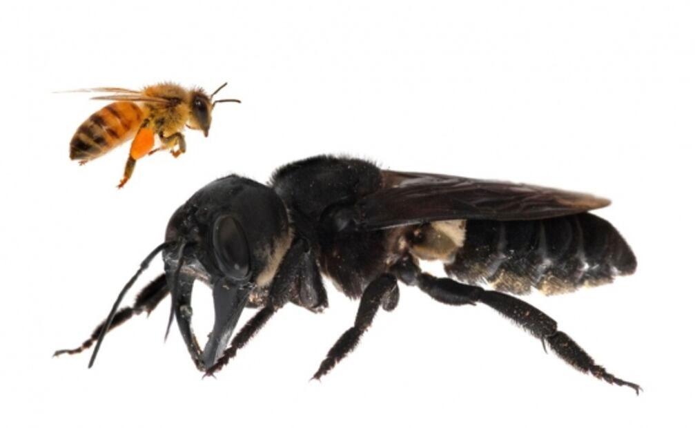 Hallan a la abeja más grande del mundo, la especie se creía extinta 