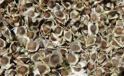 ¿Es la semilla de moringa una alternativa para tratar el agua residual doméstica?