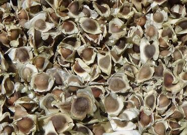 ¿Es la semilla de moringa una alternativa para tratar el agua residual doméstica?