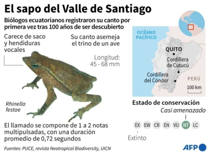 Descubren que sapo que se creía mudo sí puede "croar" 