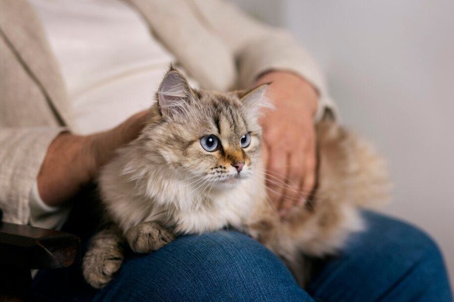 Claves para identificar una gata embarazada. Fuente: Freepik.