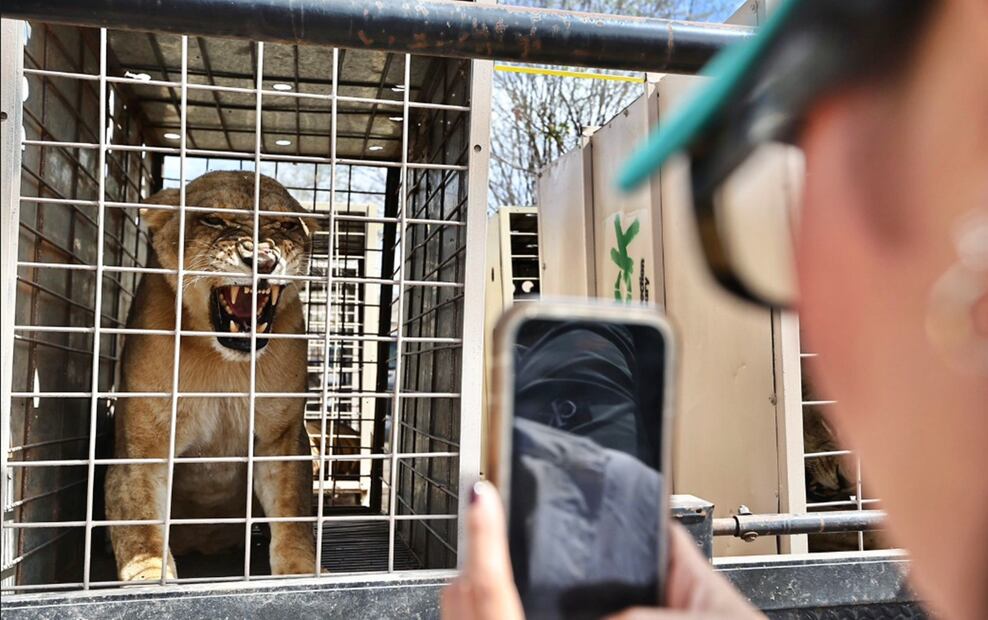 Más de 700 animales del Santuario Ostok de Culiacán se mudarán a un nuevo hogar en Mazatlán por la violencia y la falta de condiciones de seguridad, el martes 20 de mayo de 2025. Foto: Berenice Fregoso/EL UNIVERSAL