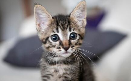 ¿Por qué los gatos nos hacen felices? Estudio revela razones