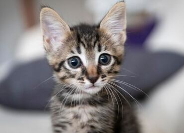 Cómo fortalecer las patas traseras de tu gato, según veterinaria