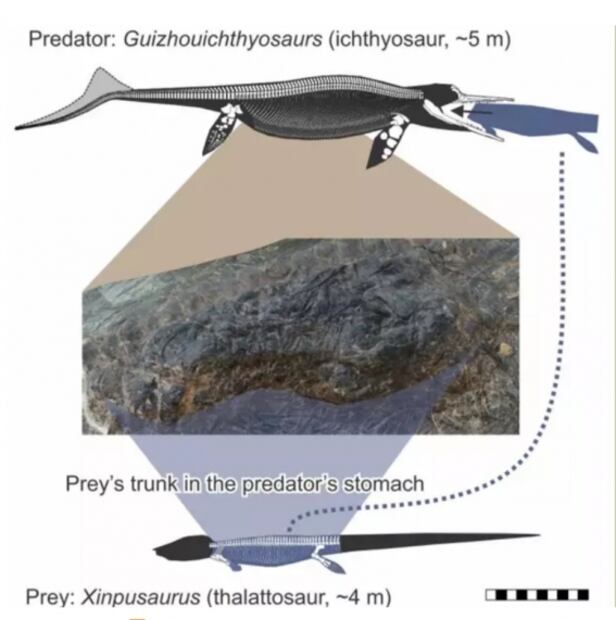 Última comida de un ictiosaurio, primera prueba de megadepredación