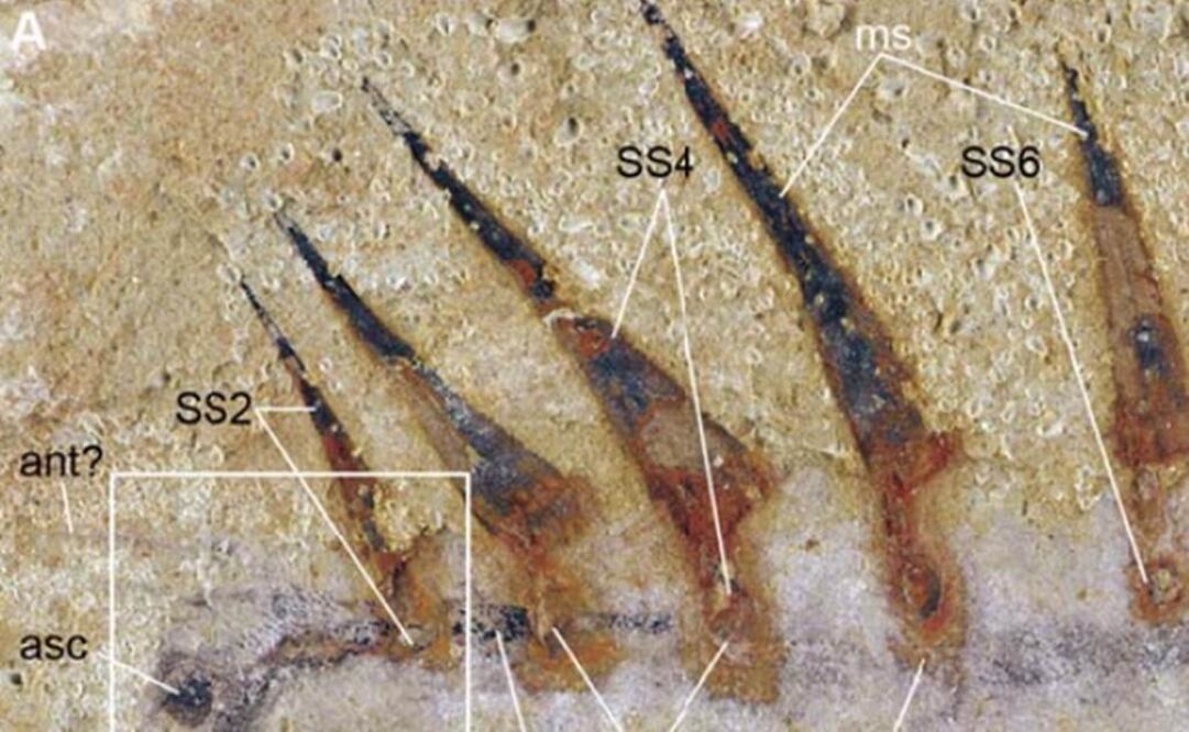 Fósiles incluyen detalles de todo el cuerpo y del tracto digestivo. Foto PNAS