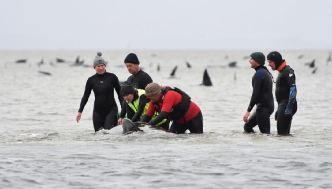 ¿Por qué quedan varados los cetáceos y cómo son rescatados?