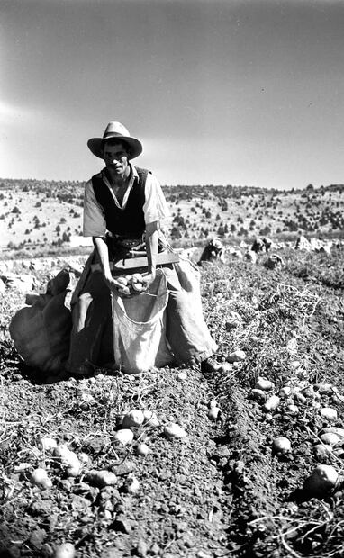 Bracero con un cinturón de recolección. Según declaró Antonio Corrales, los granjeros estadounidenses recibieron a los migrantes “con júbilo”, pues les faltaban empleados y la fuerza mexicana era una “agradable solución”. Foto: OSU/Wikimedia Commons.