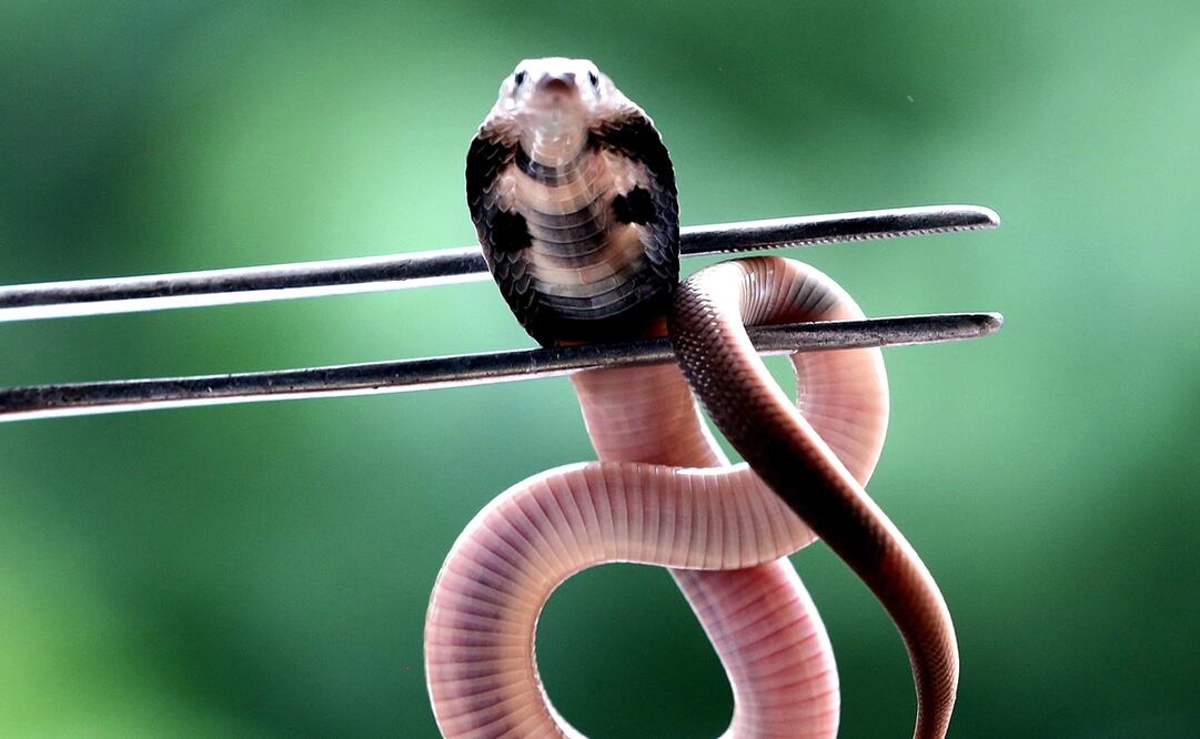 Foto: EFE/ Sanjeev Gupta, archivo