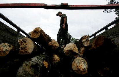 Tras pandemia, precio de la madera se eleva 60%; buscan combatir tala ilegal en el Edomex