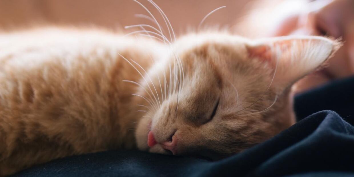 Cuando tu michi saca la lengua se llama "blep", y significa que se encuentra en un estado de relajación profunda o que se distrajo de otra tarea, como acicalarse. Foto: Cats.com