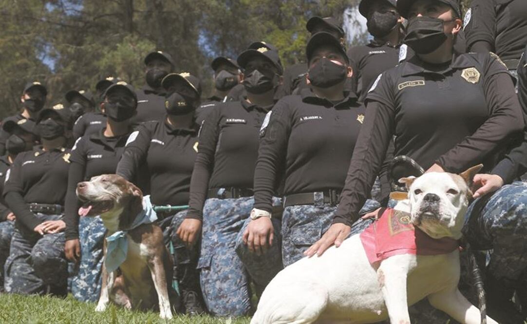 Perros rescatados engalanaron el evento de aniversario de la Brigada de Vigilancia Animal, de la SSC. Foto: Carlos Mejía/ EL UNIVERSAL.