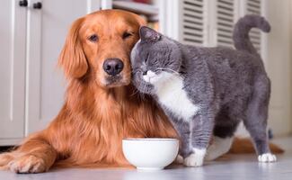 ¿Cuántas veces debe comer tu gato o tu perro al día?; veterinarios responden