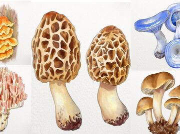 9 hongos comestibles que son increíbles para cocinar