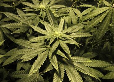 Regulation on medical marijuana in Mexico to be issued within six months