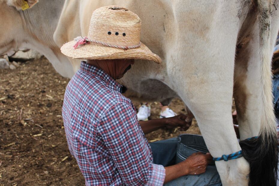 Ordeñar vacas en Rancho Xotolar. Foto: Alan Nájera / El Universal