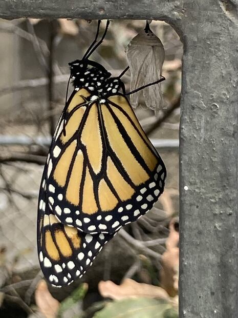 Cuarenta días después de llegar como huevecillos la mariposa empieza a emerger. (© O. Vidal/P. Cendón)