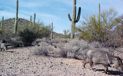 Científicos de México y EU se unen ante muro de Donald Trump