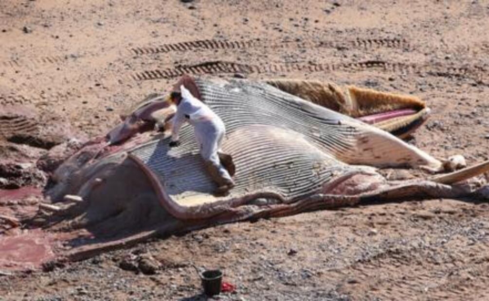 Ballena muerta servirá para crear biocombustible