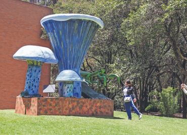 Brotan macrohongos en Chapultepec