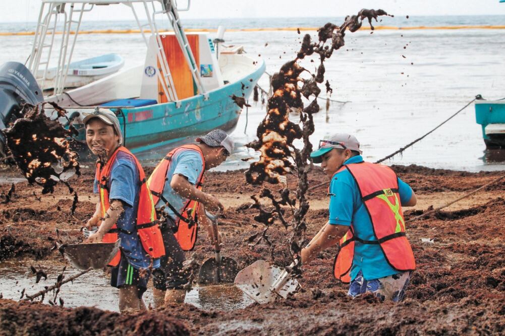 Un grupo de trabajadores estatales retiran el sargazo acumulado que se encuentra en la playa El Recodo, en Cancún. Foto/JUAN VALDIVIA. EFE