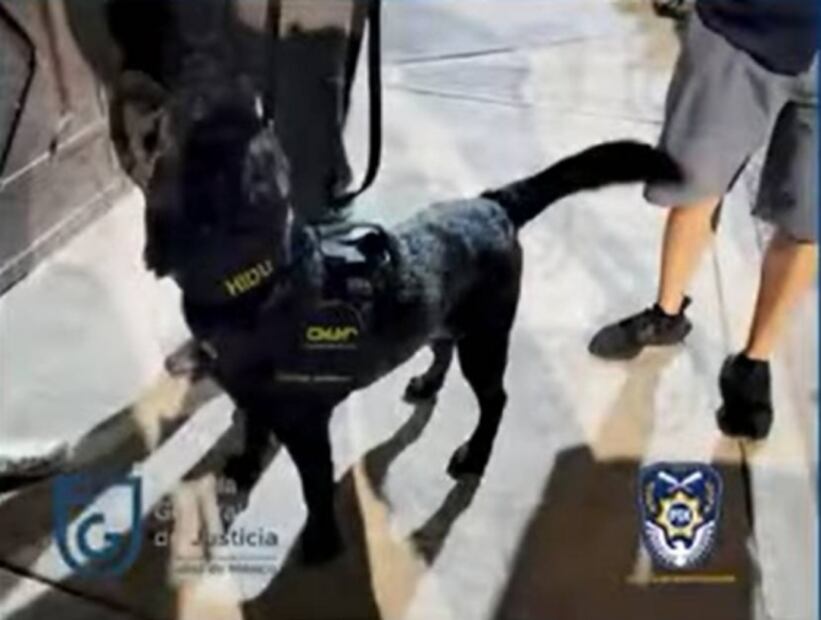 ¿Cómo operaba el presunto líder de red de pedófilos, Nelson “N”, en la CDMX?