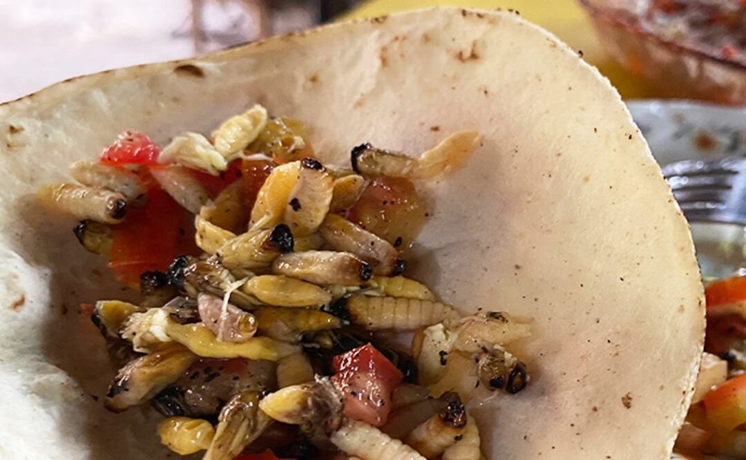 Los tacos de larva de "ek" son un tesoro culinario de Yucatán. Foto: Captura Yucatan Today