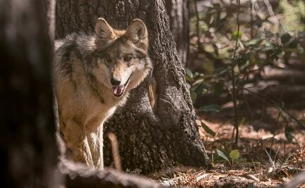 Avanza reintroducción del lobo mexicano a la vida silvestre; llega segunda manada a Durango