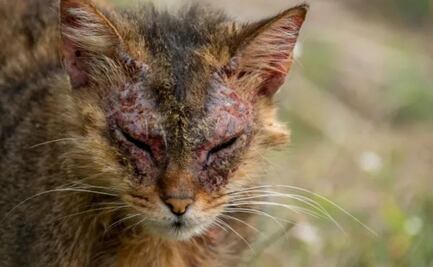 ¿Por qué los gatos no tienen pelo en algunas partes de su cuerpo?; esto dice experta