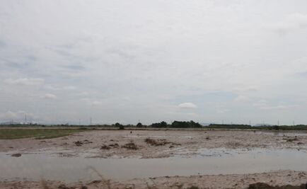 Suman 800 mdp en daños a cultivos por lluvias en Sinaloa