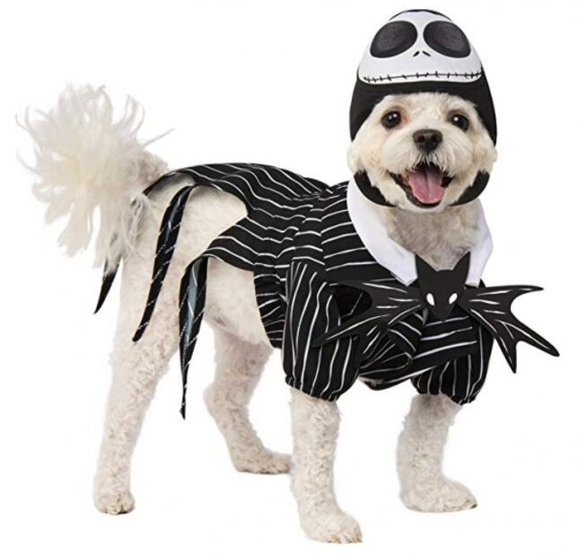 Estos son los mejores disfraces de Halloween 2019 para mascotas