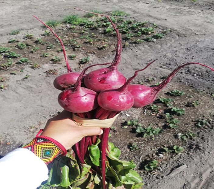 Alimentos que pueden enviarte a domicilio los chinamperos de Xochimilco