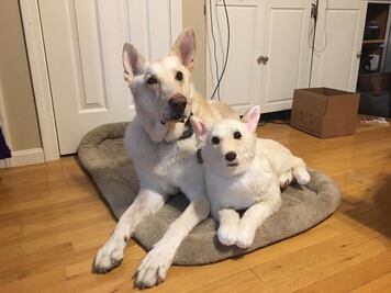 Ya puedes tener un peluche idéntico a tu mascota