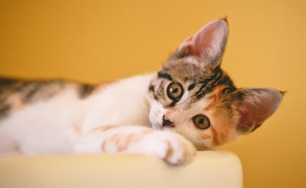 ¿Cómo calcular correctamente la edad de los gatos? Esto dicen expertos